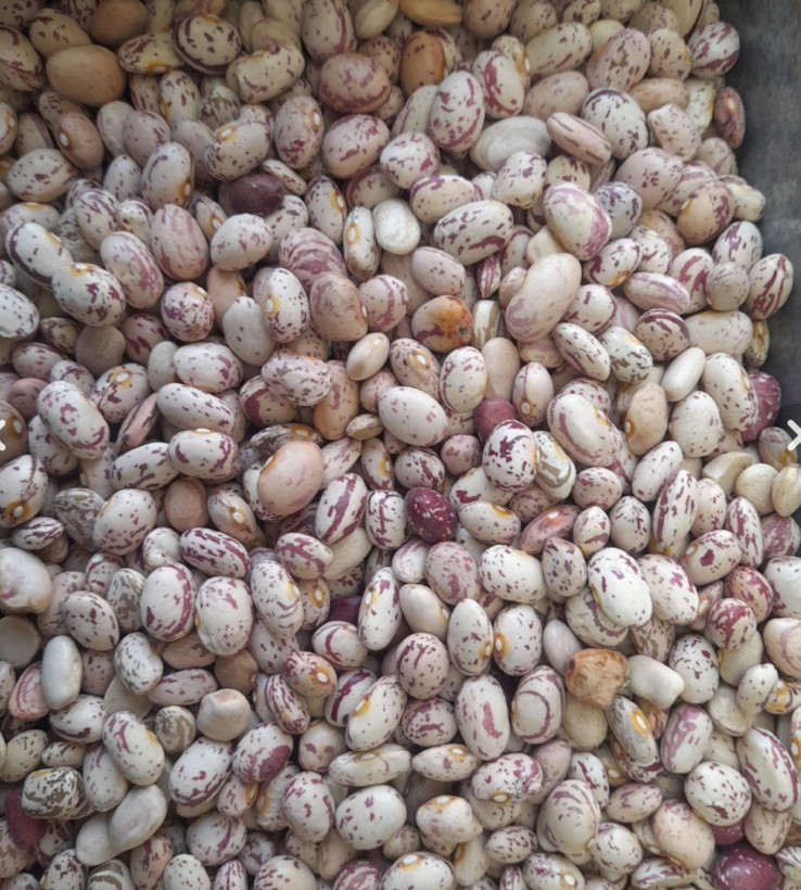 لوبیا چیتی بسته بندی 900 گرمی